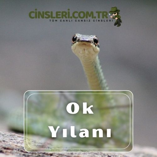 Ok Yılanı (Uçan Yılan)