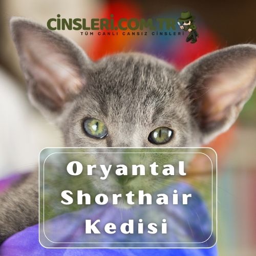 Yeşil gözlü kedi cinsleri