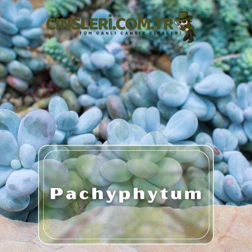 Pachyphytum