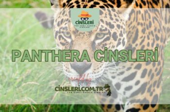 Panthera Cinsleri