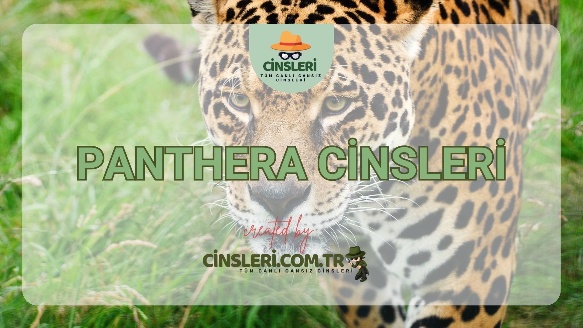 Panthera Cinsleri