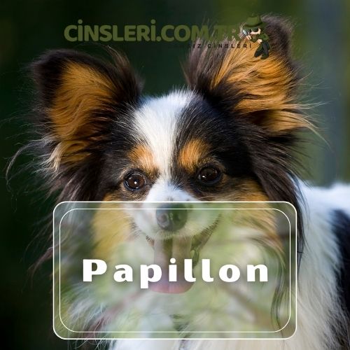 Papillon