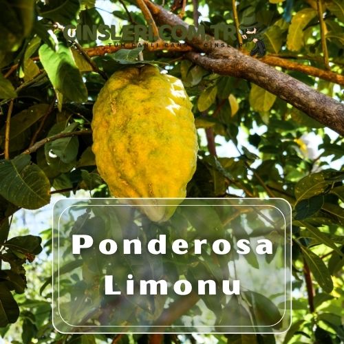 Ponderosa Limonu