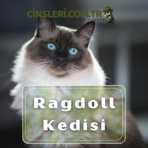 Ragdoll Kedisi