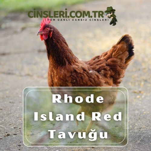 Rhode Island Red Tavuğu