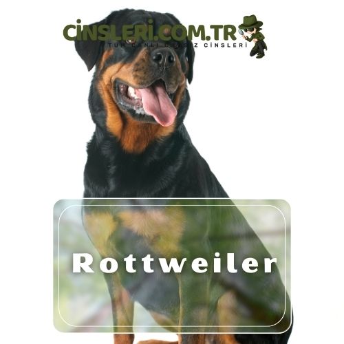 Rottweiler