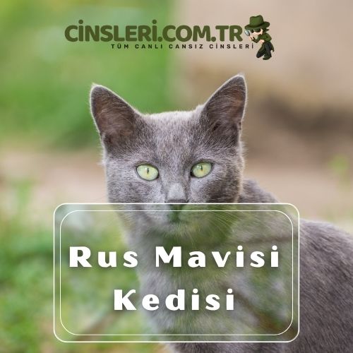 Rus Mavisi Kedisi