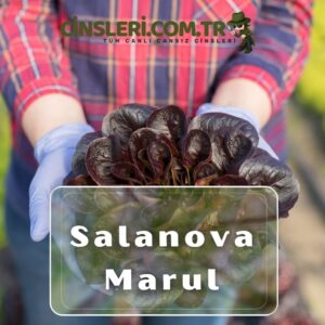 Salanova Marul