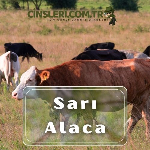 Sarı Alaca