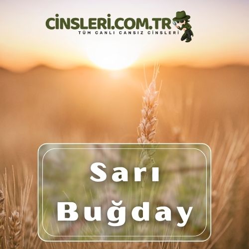 Sarı Buğday