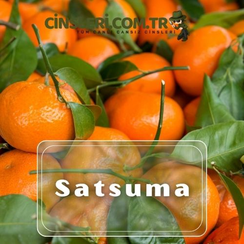 Satsuma (Satsuma Mandalinası)