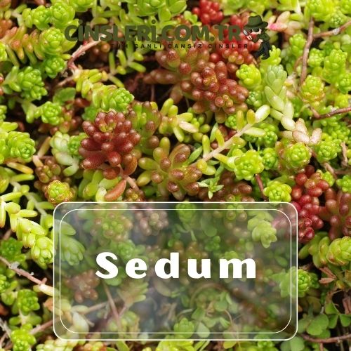 Sedum