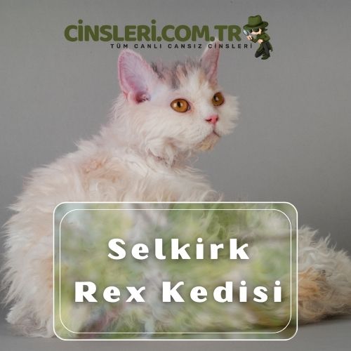 Selkirk Rex Kedisi