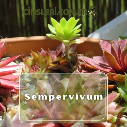 Sempervivum