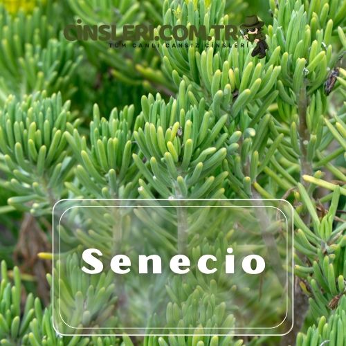 Senecio