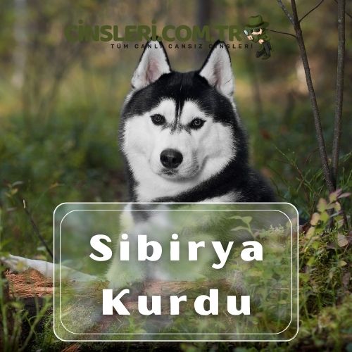 Sibirya Kurdu