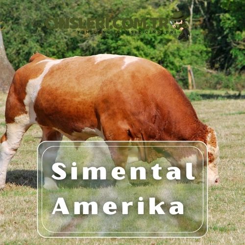 Simental Amerika