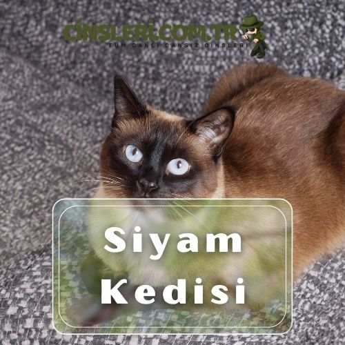 Siyam Kedisi