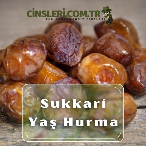 Sukkari Yaş Hurma