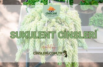 Sukulent Cinsleri