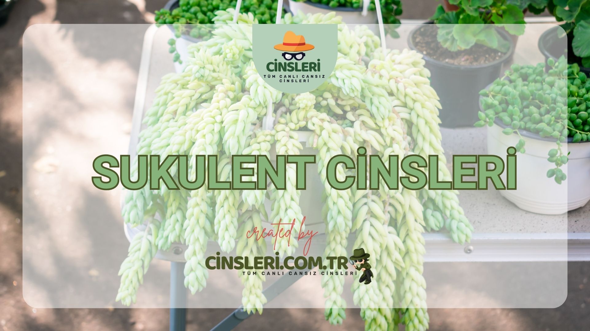 Sukulent Cinsleri