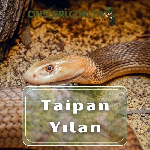 Taipan Yılan