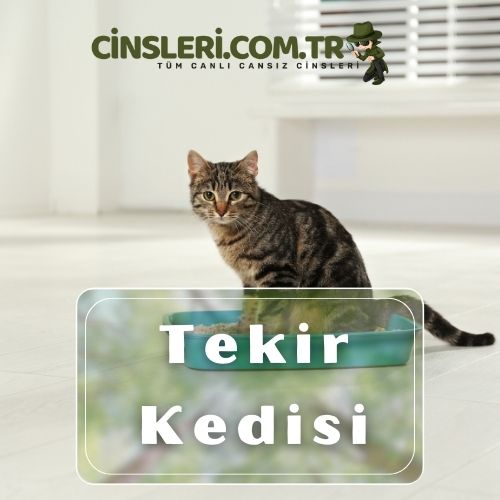 Yeşil gözlü kedi cinsleri