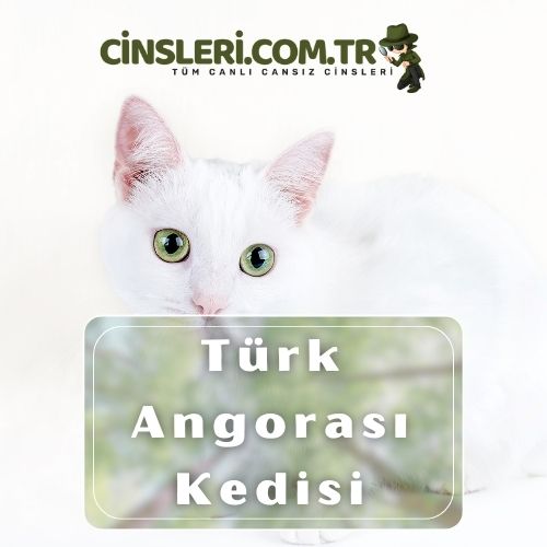 Yeşil gözlü kedi cinsleri