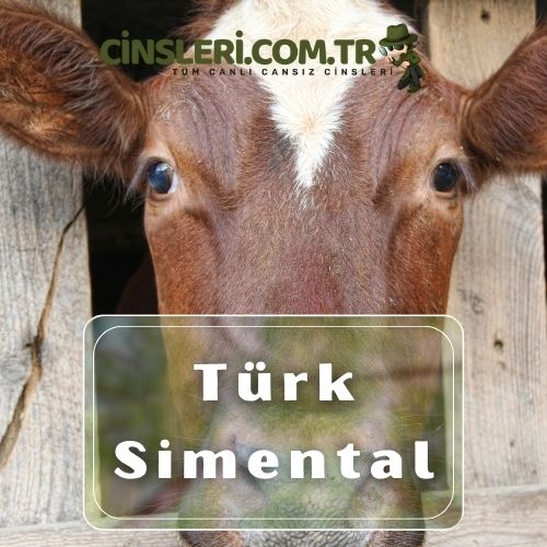 Türk Simental