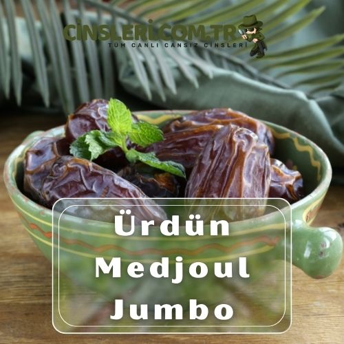 Ürdün Medjoul Jumbo