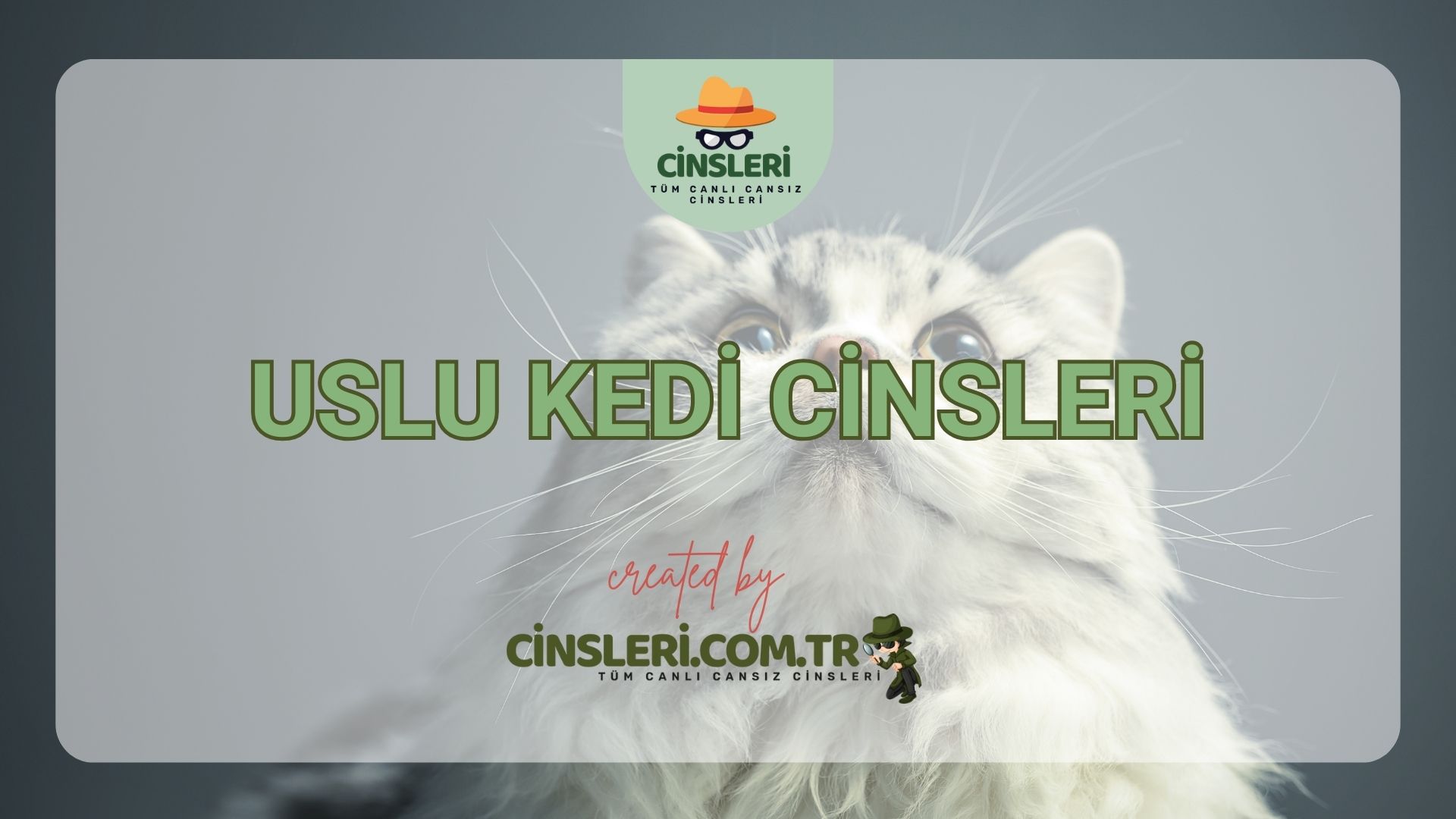 Uslu Kedi Cinsleri