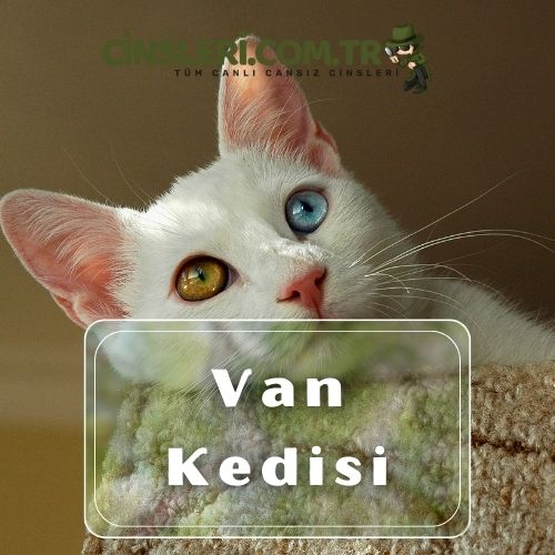 Van Kedisi