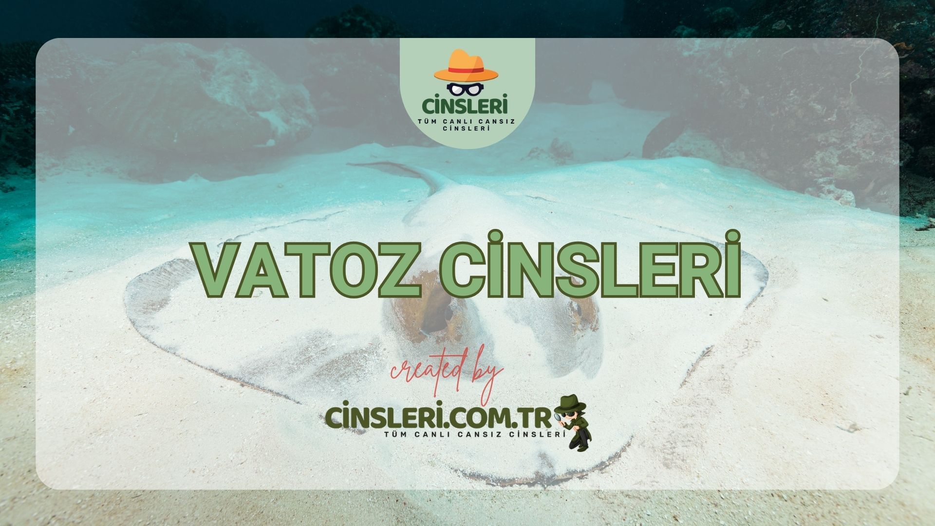 Vatoz Cinsleri