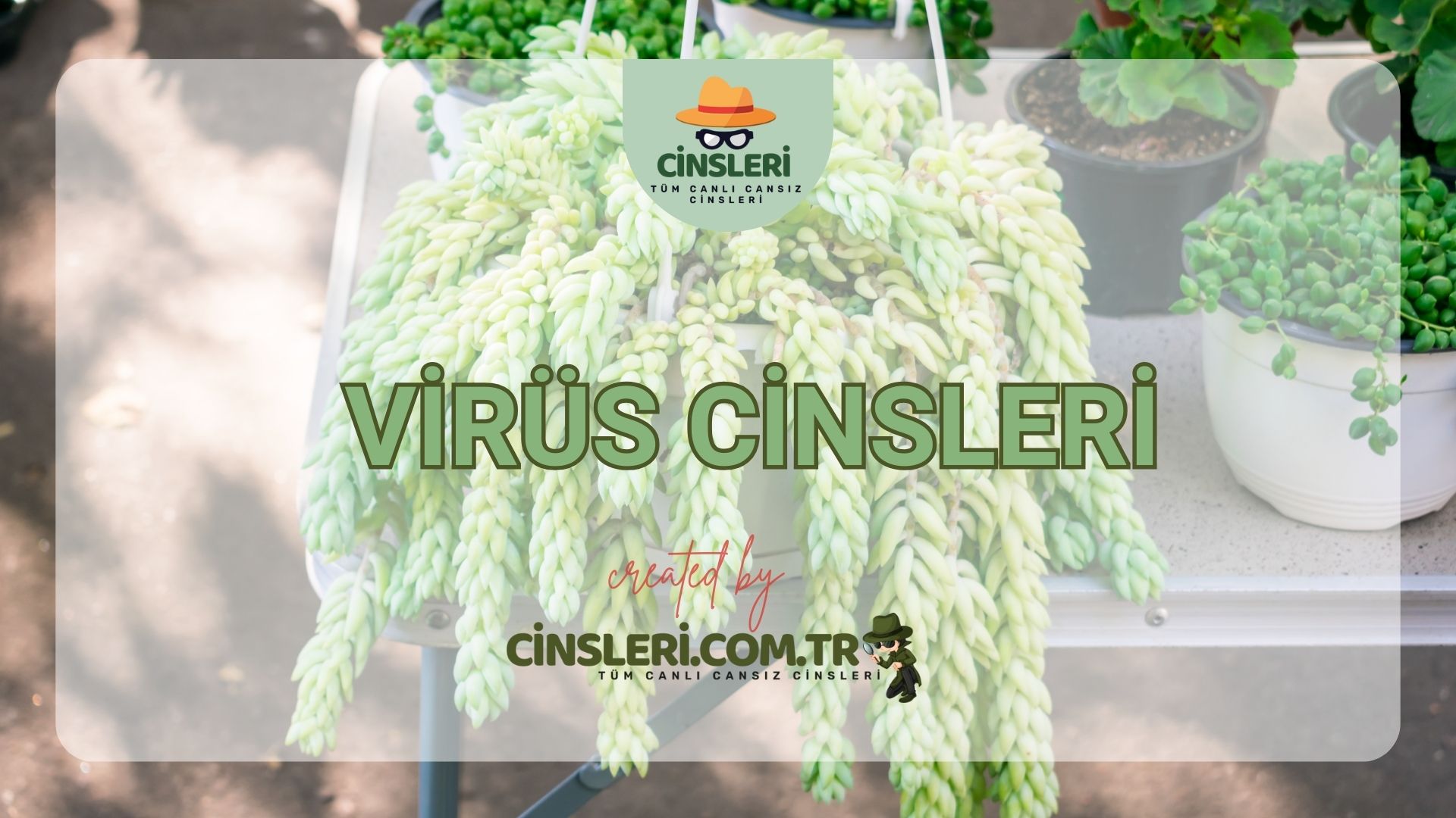 Virüs Cinsleri