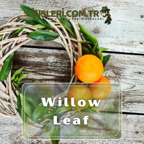 Willow Leaf (Salamuracı Mandalinası)