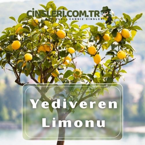 Yediveren Limonu