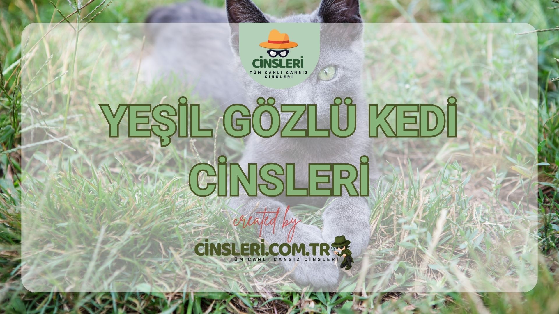 Yeşil Gözlü Kedi Cinsleri