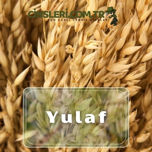 Yulaf