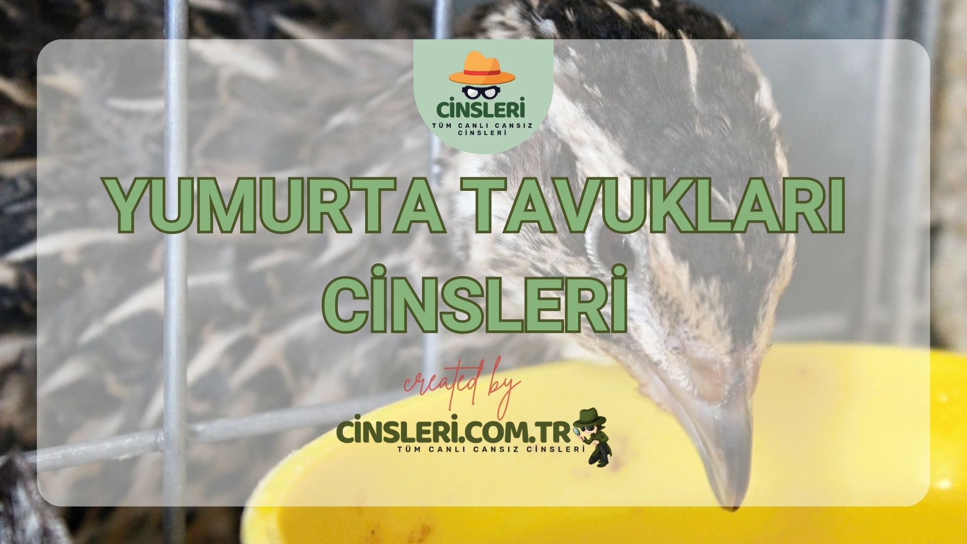 Yumurta Tavukları Cinsleri