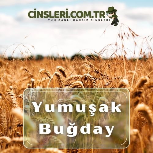 Yumuşak Buğday