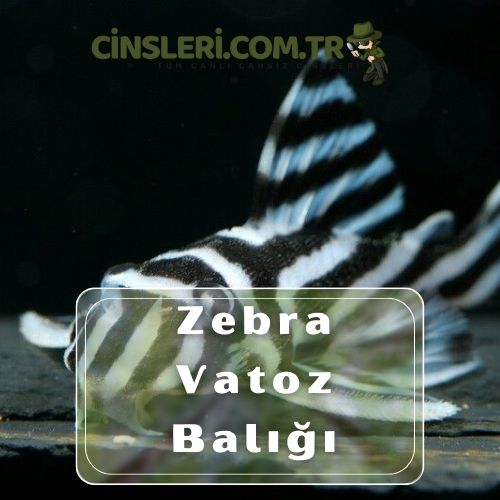 Zebra Vatoz Balığı