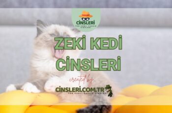 Zeki Kedi Cinsleri