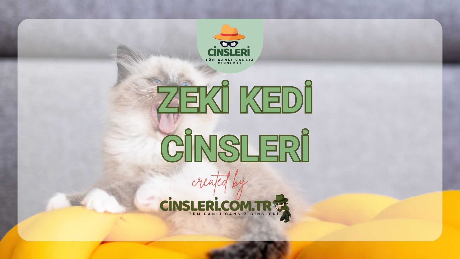 Zeki Kedi Cinsleri