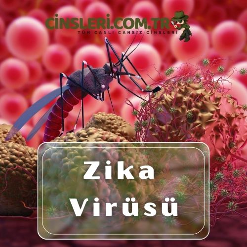 Zika Virüsü