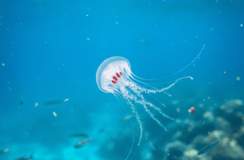 Denizlerdeki En Zehirli Denizanası Cinsleri